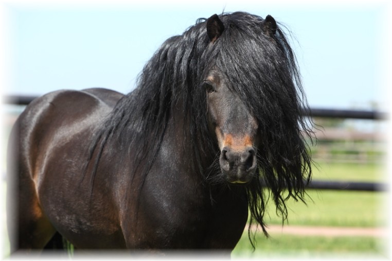Bijlage knijpen geest Rasportret Dartmoor pony - Paardenwaarden